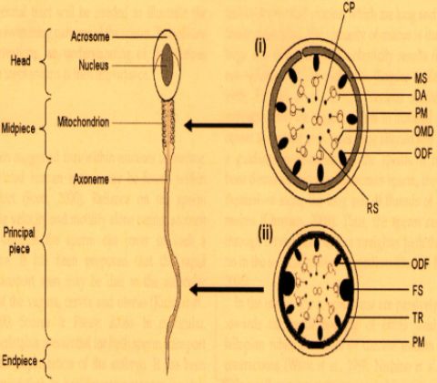Sperm structure